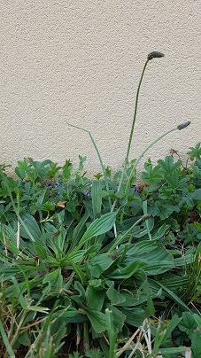 Annexe 20200420_174136.jpg