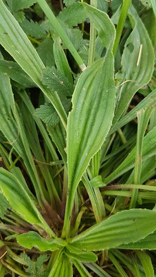 Annexe 20200420_174201.jpg