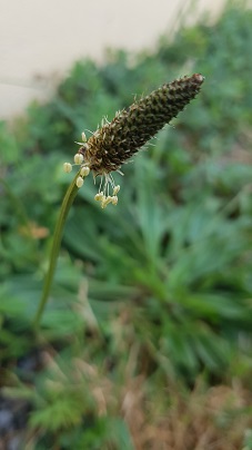 Annexe 20200420_174254.jpg