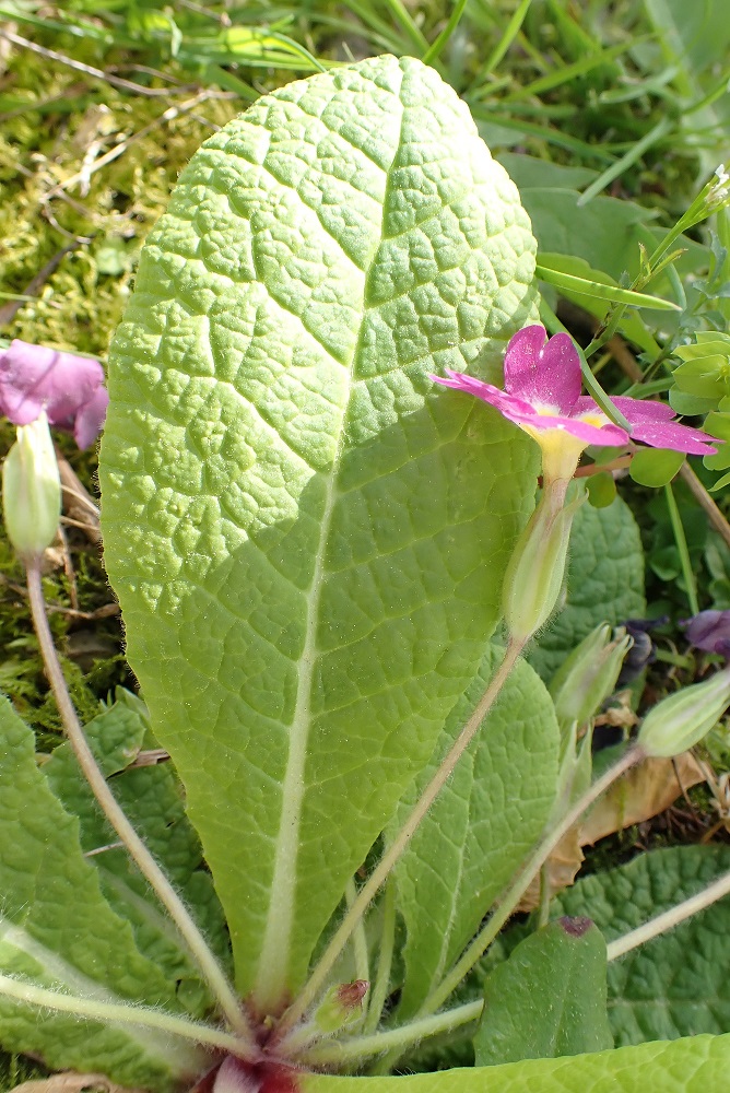 Annexe feuille et fleur.JPG