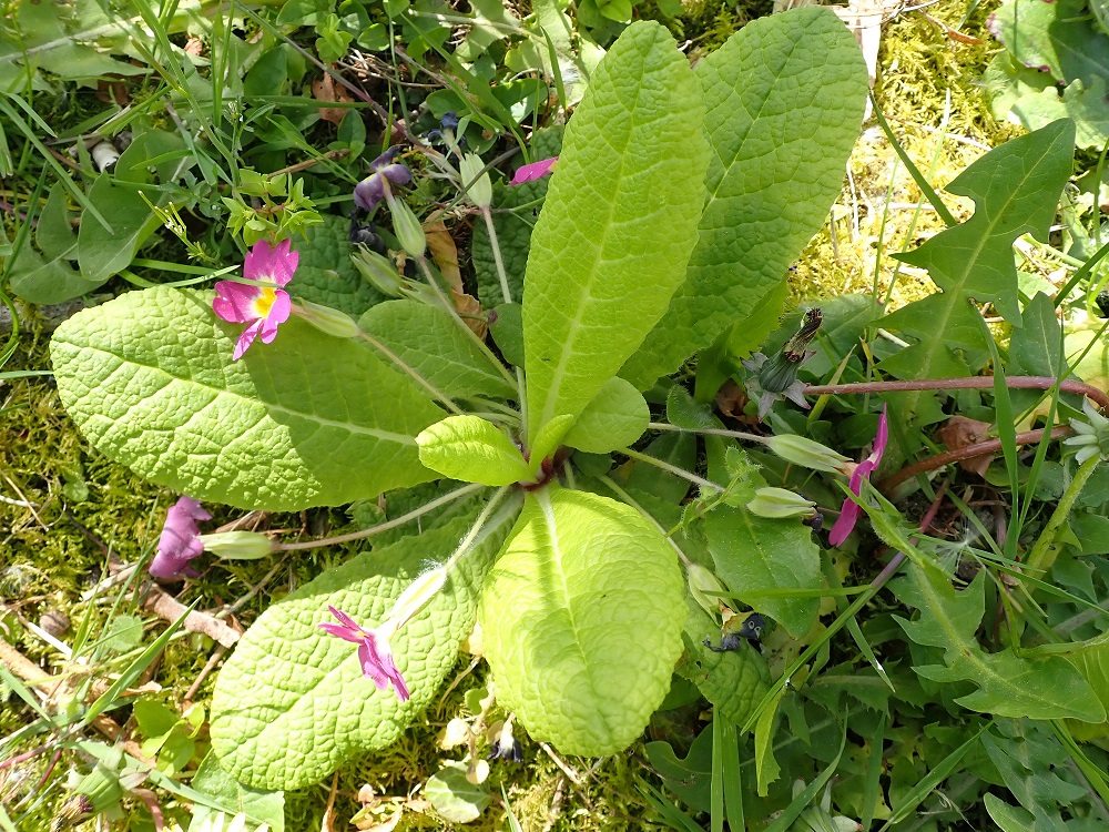 Annexe vue générale.JPG