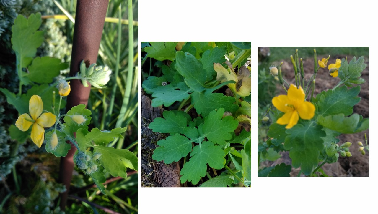 Annexe chélidoine.jpg