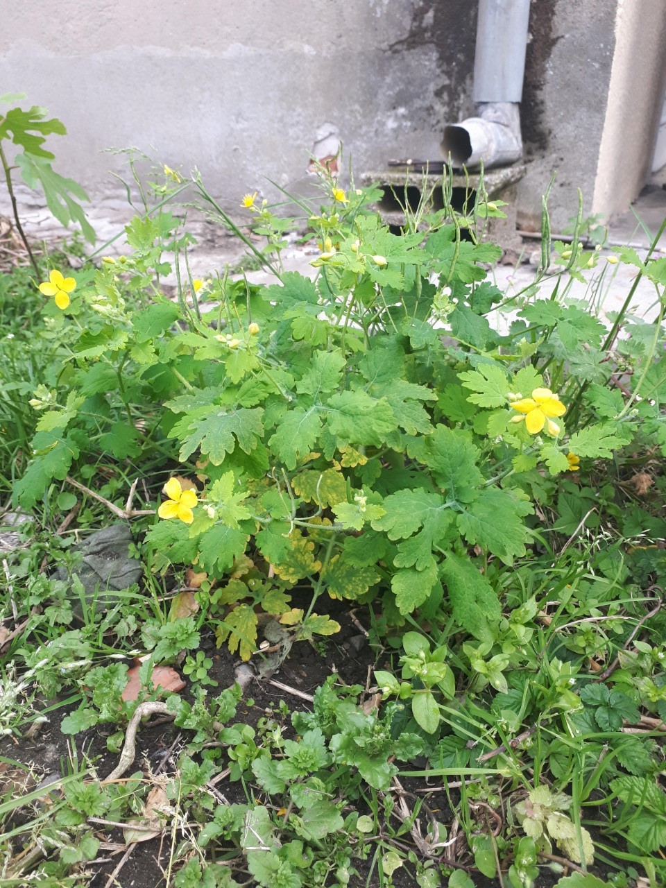 Annexe thumbnail_20200420_191129 (2).jpg