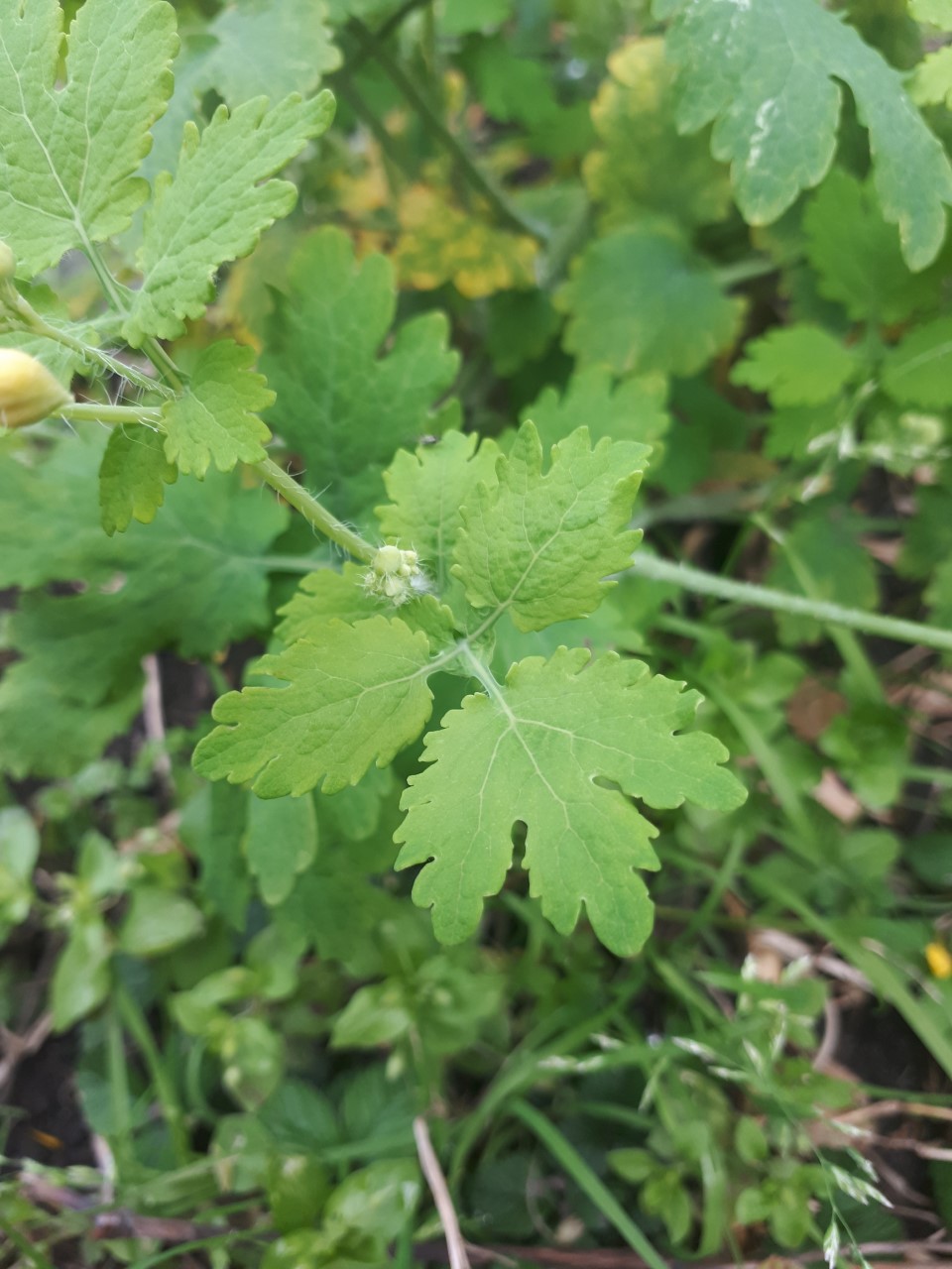 Annexe thumbnail_20200420_191220.jpg