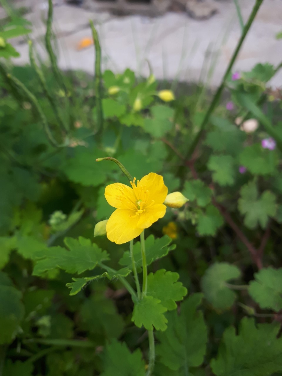 Annexe thumbnail_20200420_191559 (2).jpg