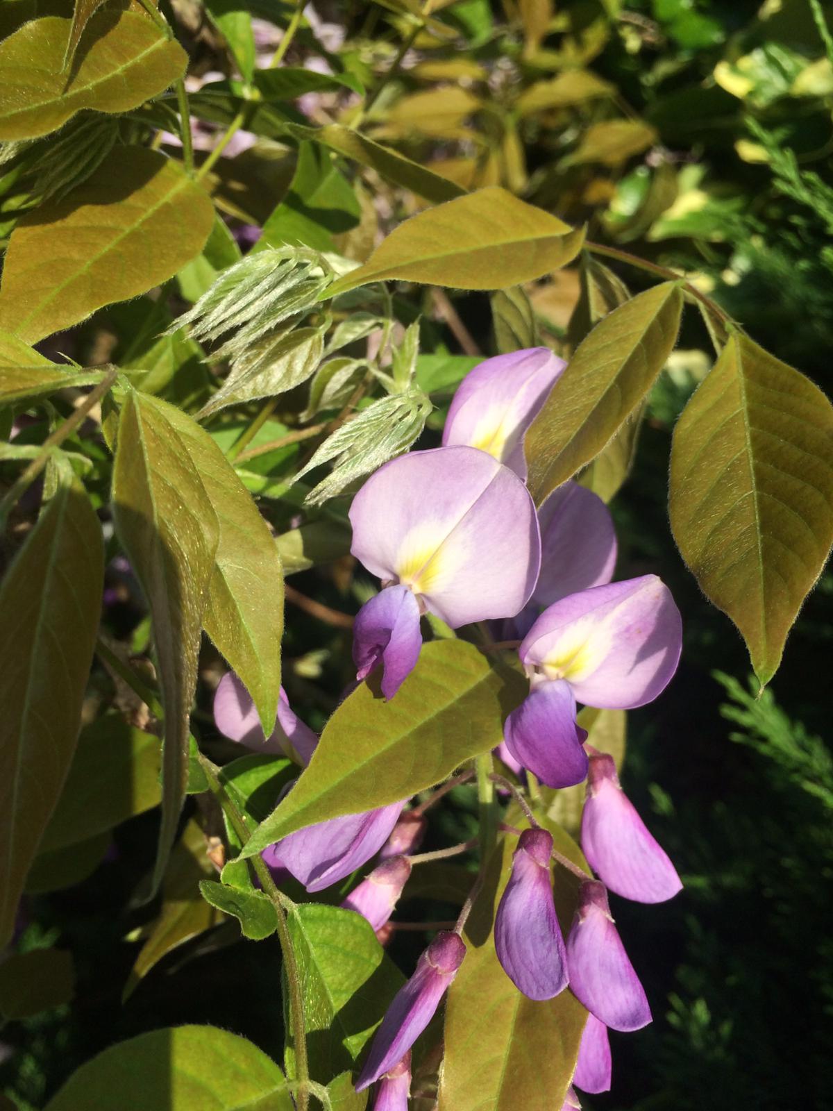 Annexe WhatsApp Image 2020-04-20 at 19.35.32.jpeg