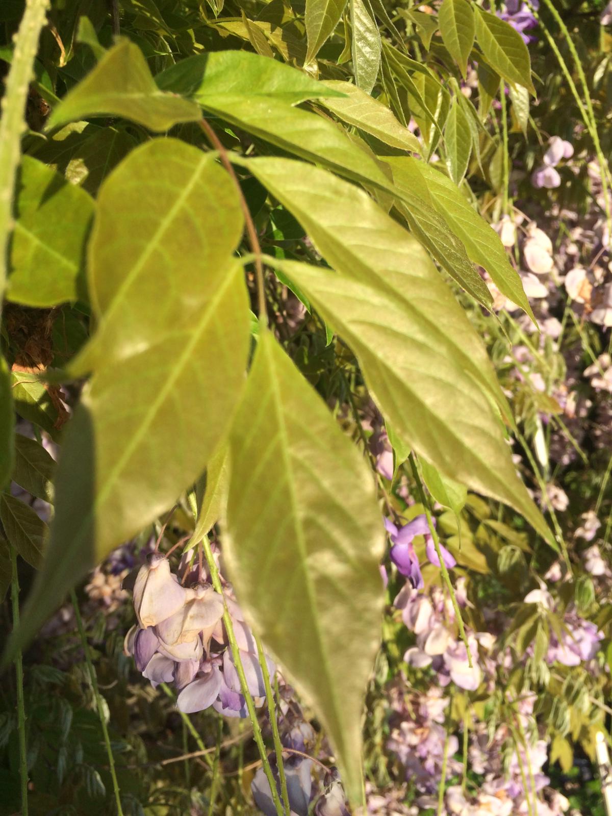 Annexe WhatsApp Image 2020-04-20 at 19.35.33.jpeg