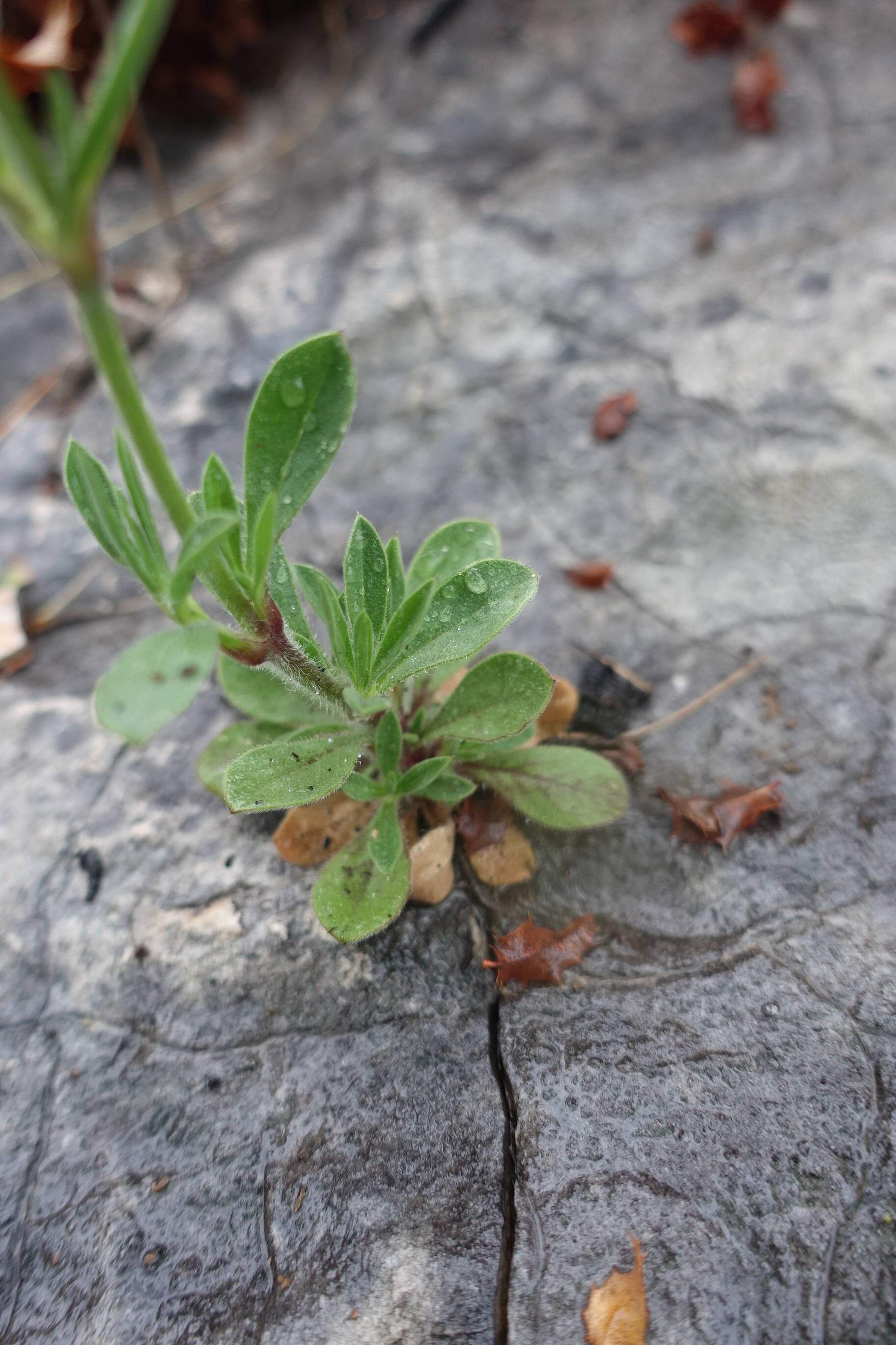 Annexe feuilles de la base.jpg