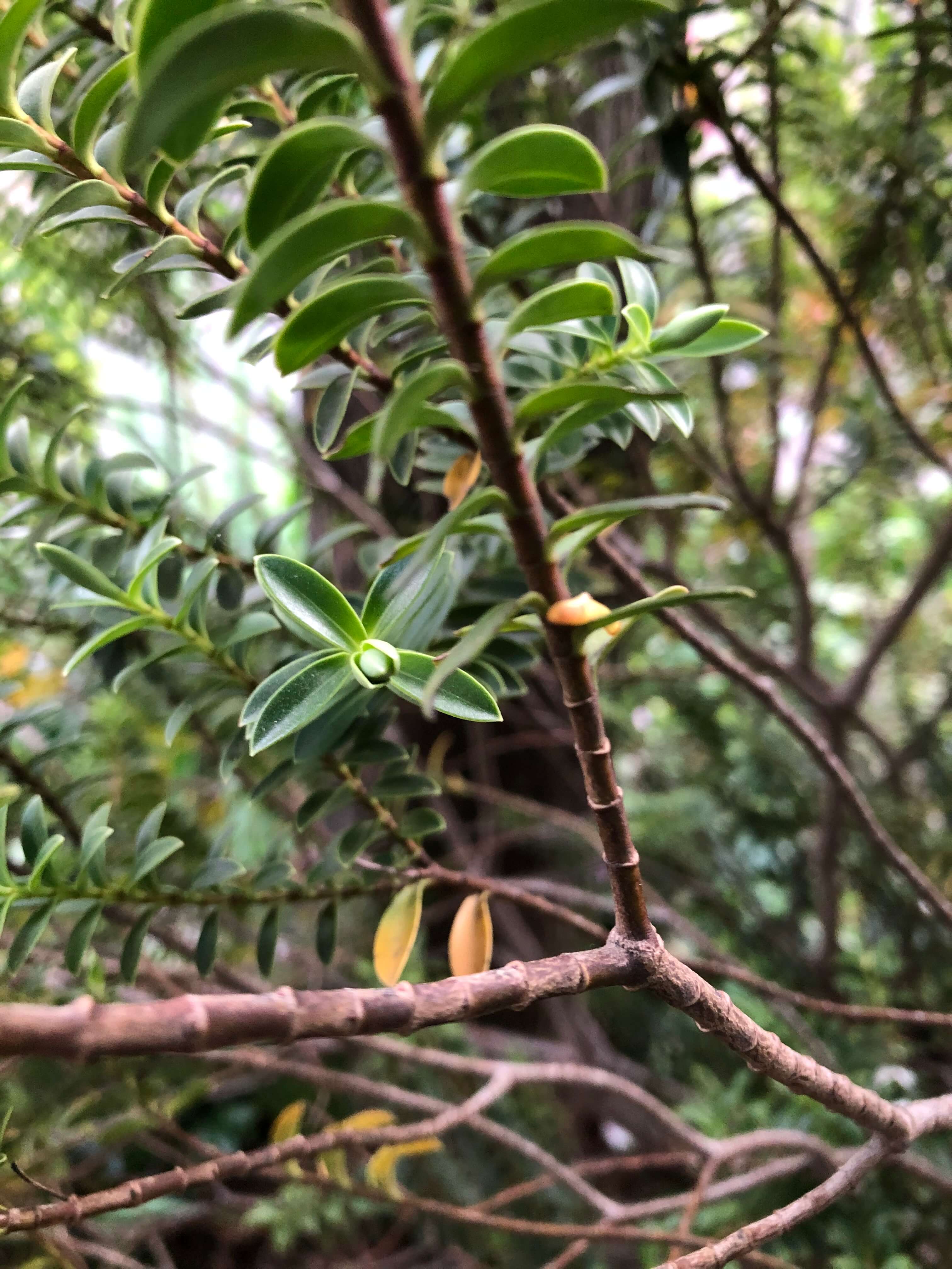 Annexe  branche .jpg