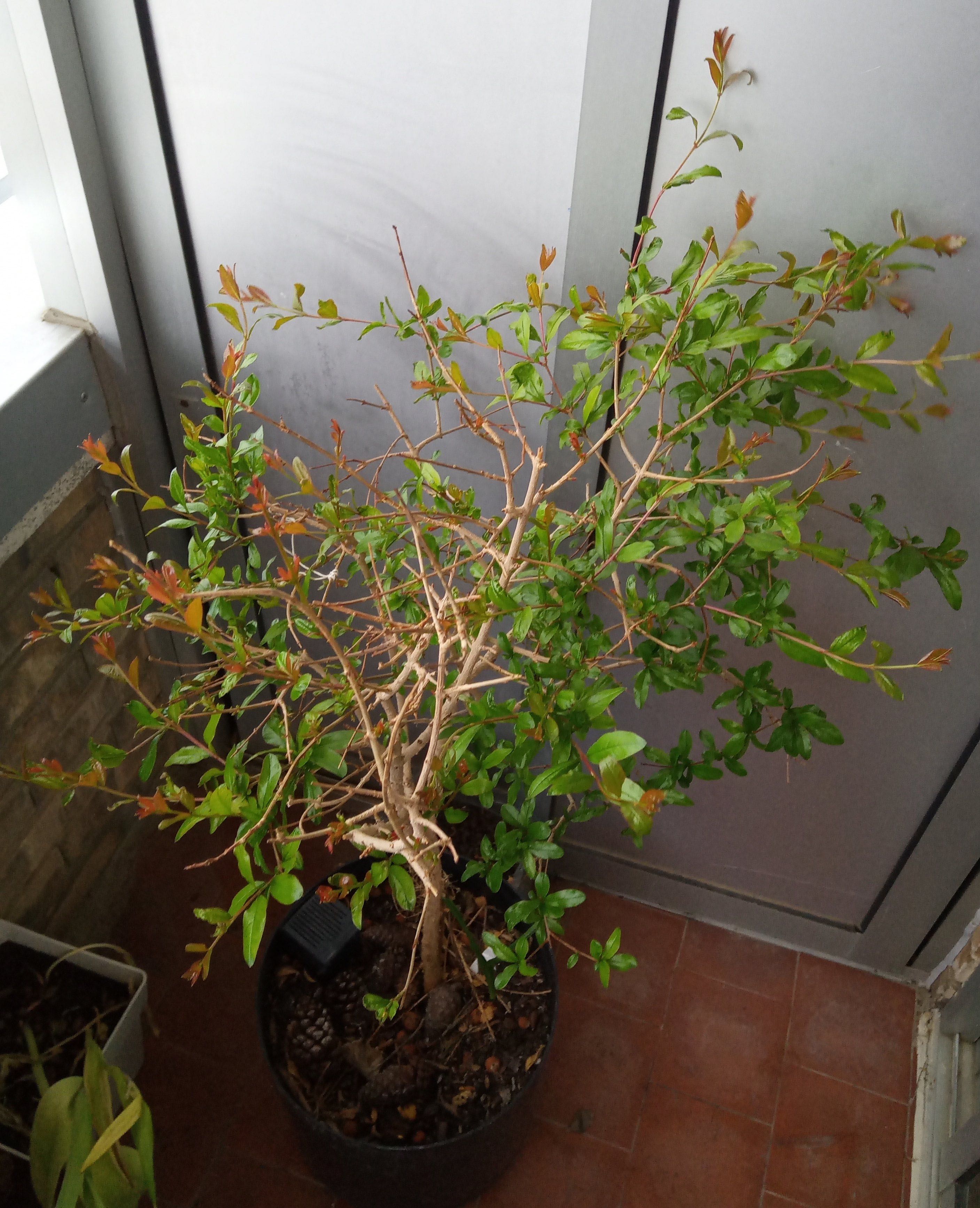 Annexe larbuste inconnu.jpg