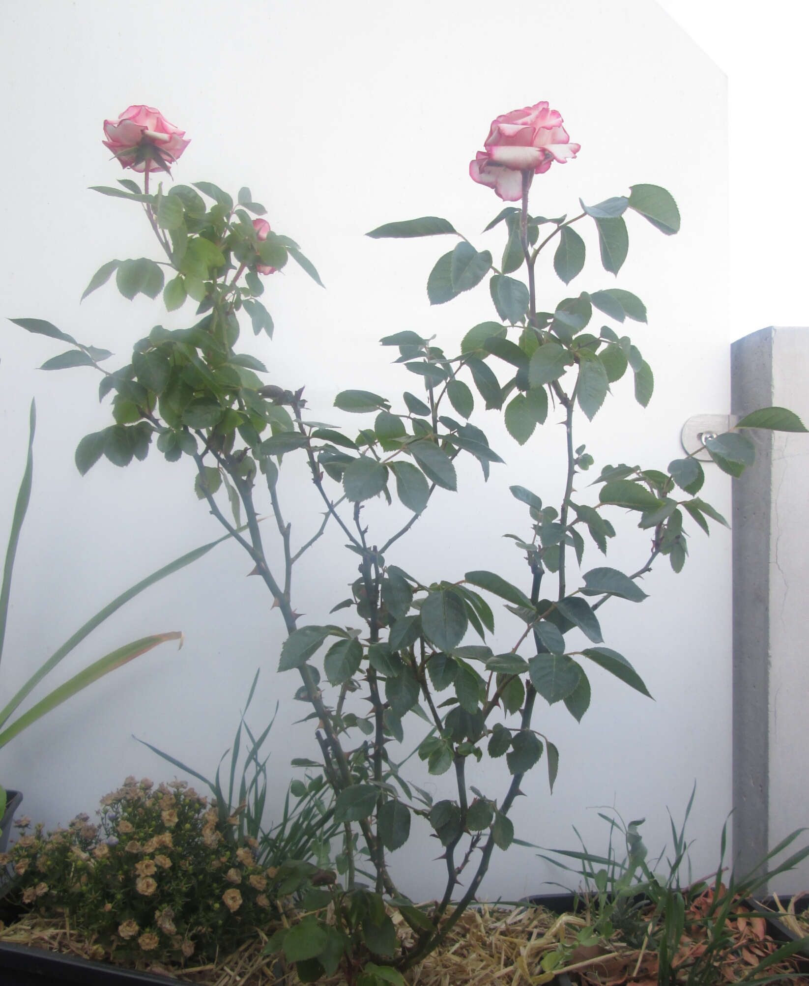 Annexe IMG_20200421_090154.jpg