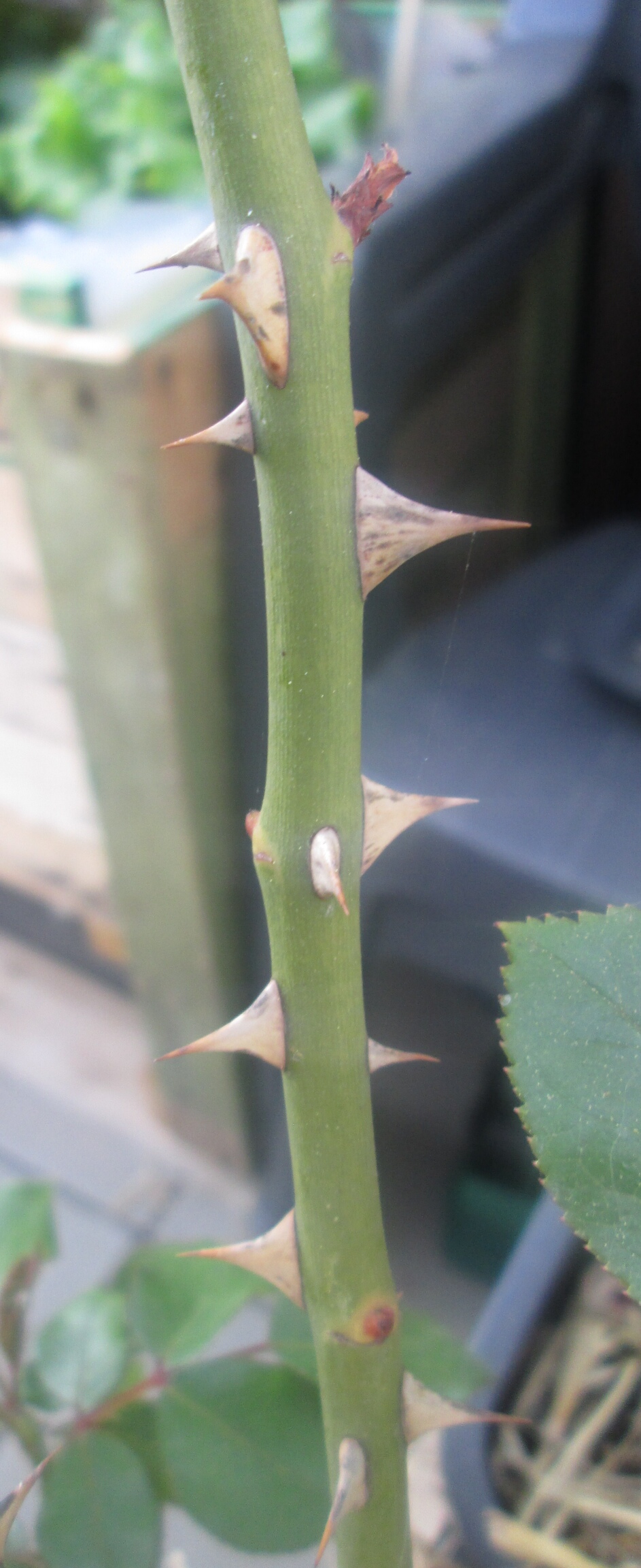 Annexe IMG_20200421_090247.jpg