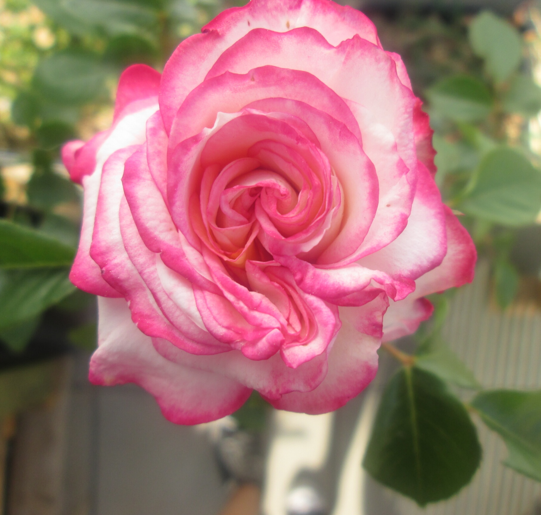 Annexe IMG_20200421_090310.jpg