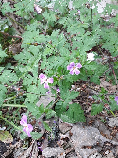 Annexe géranium 2.jpg