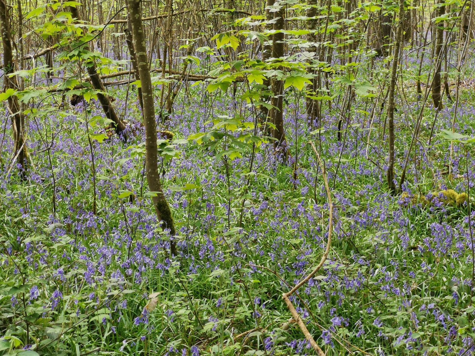 Annexe jacinthe des bois 2.jpg