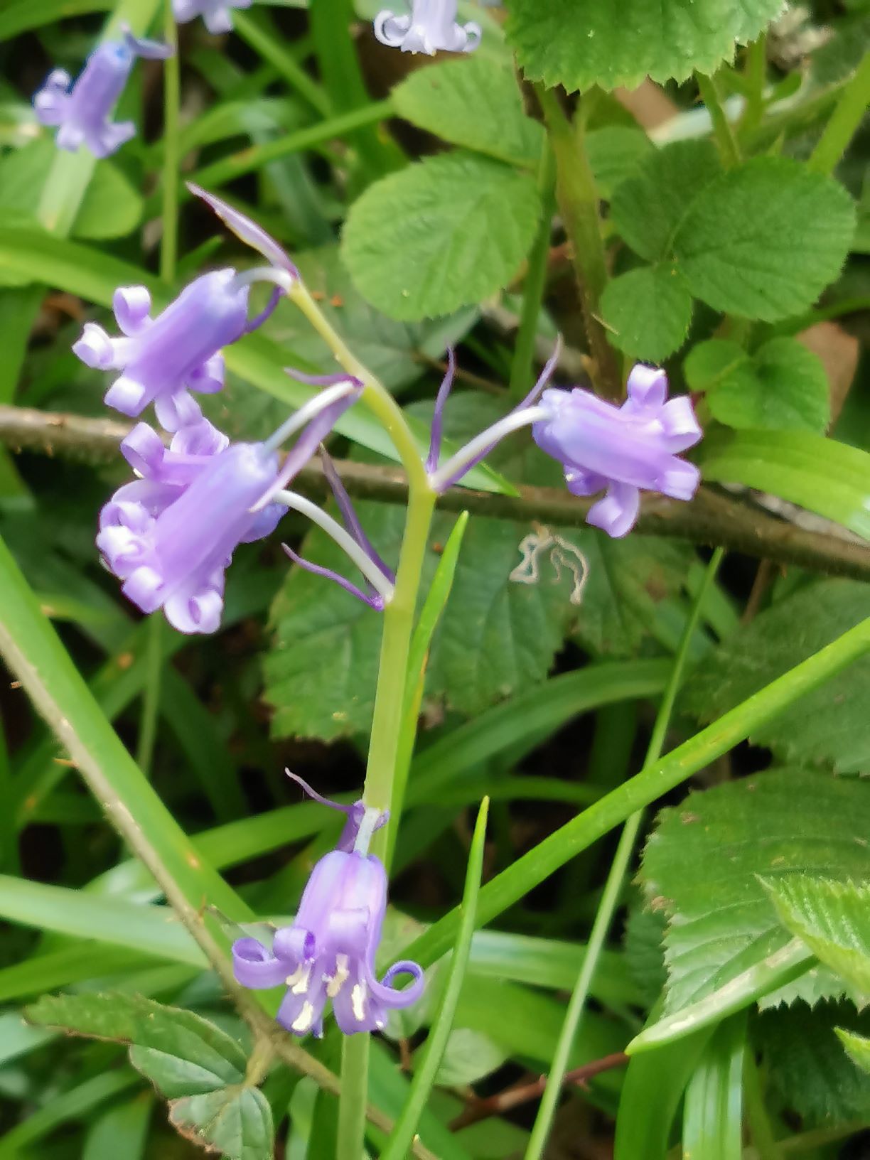 Annexe jacinthe des bois 3.jpg