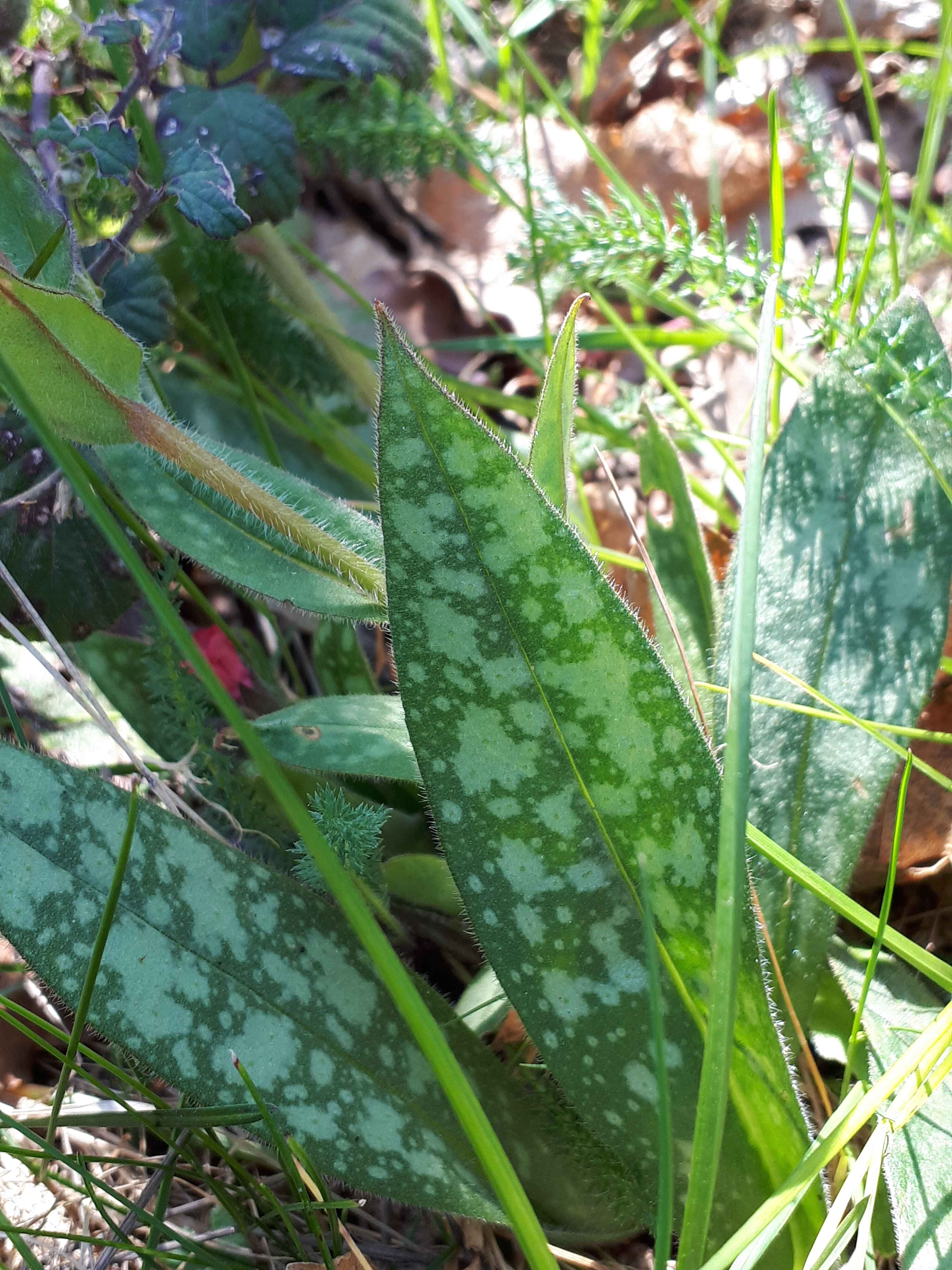 Annexe 20200401_152852.jpg