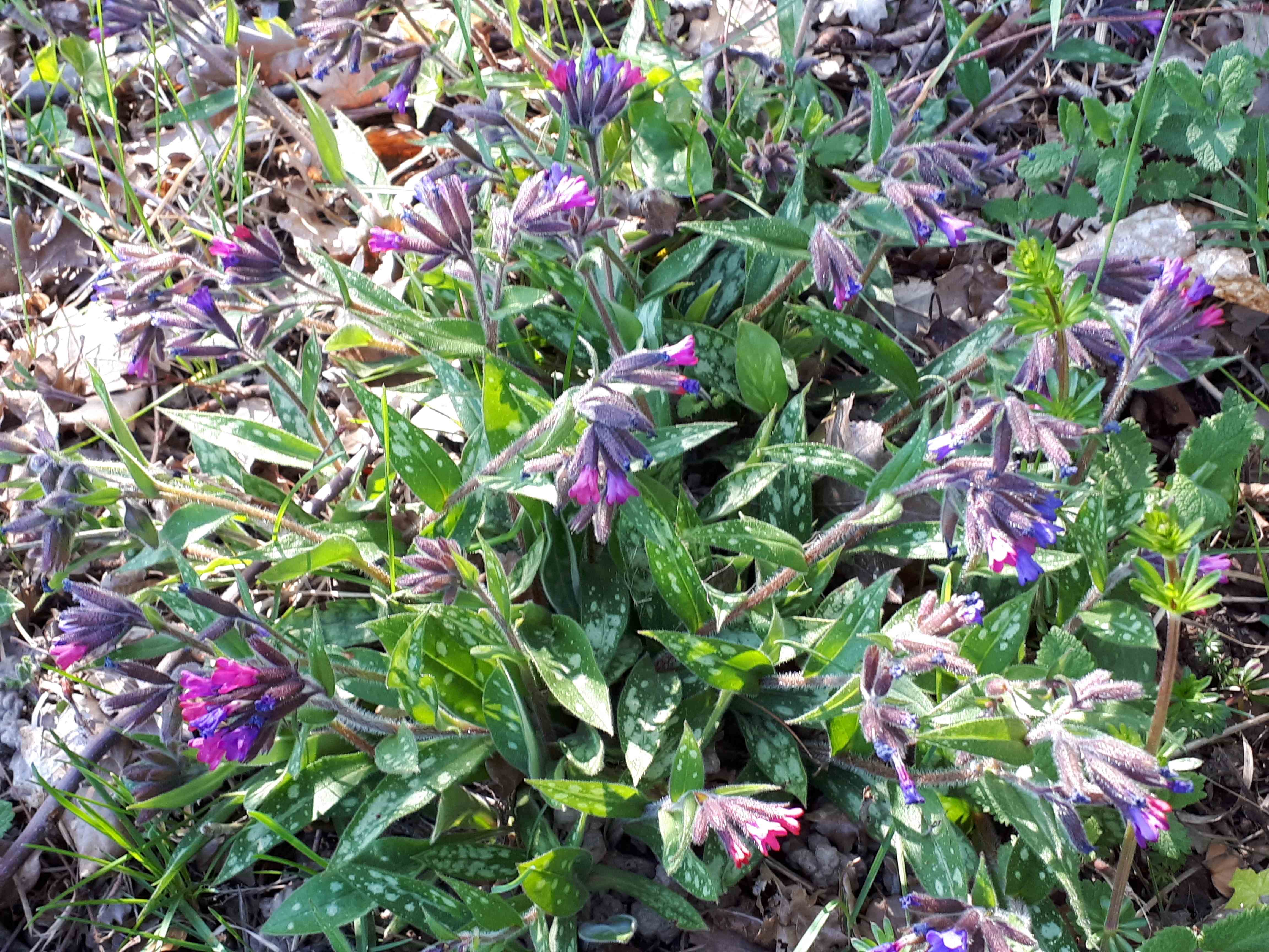 Annexe 20200401_153117.jpg