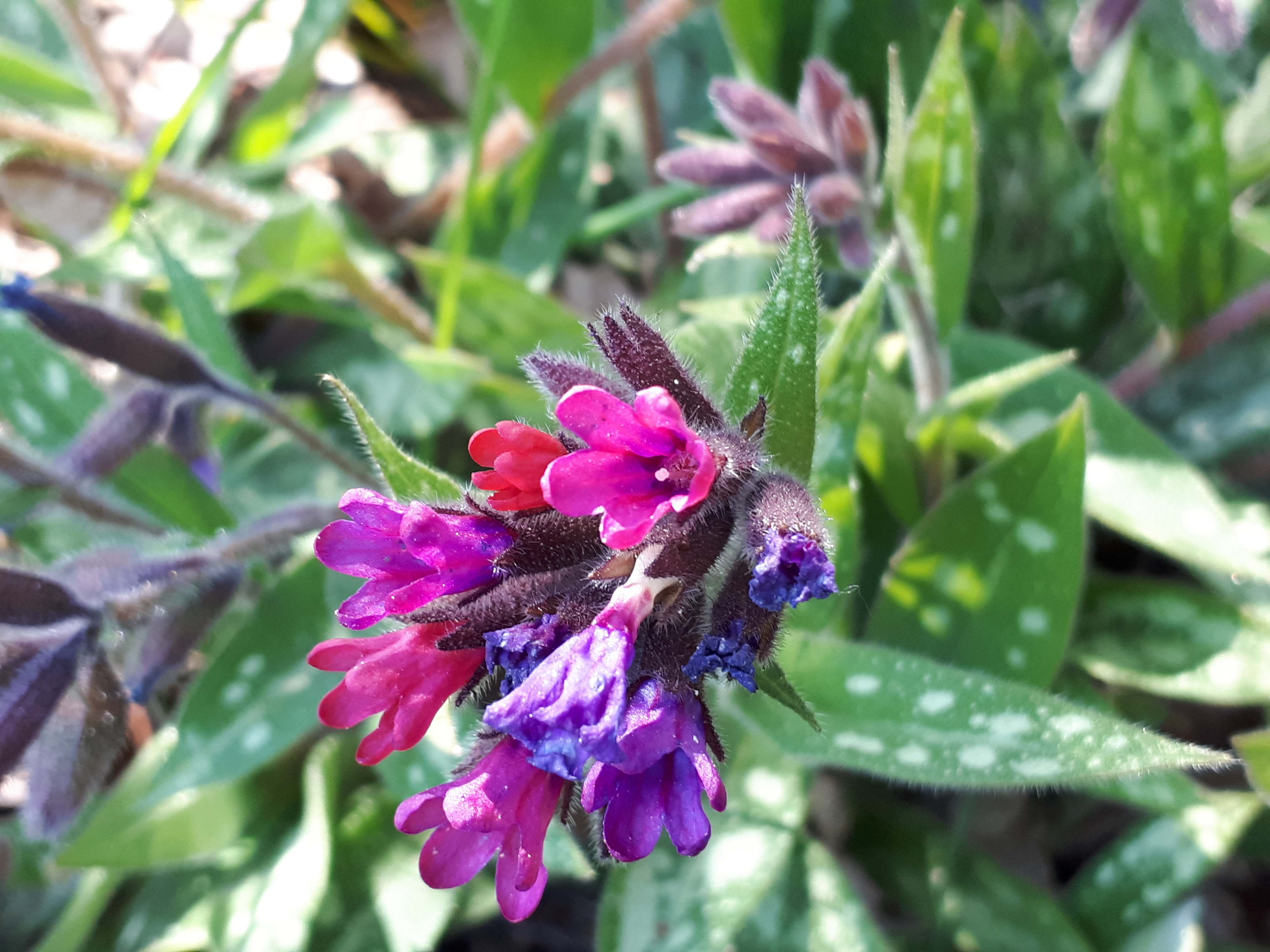 Annexe 20200401_153123.jpg