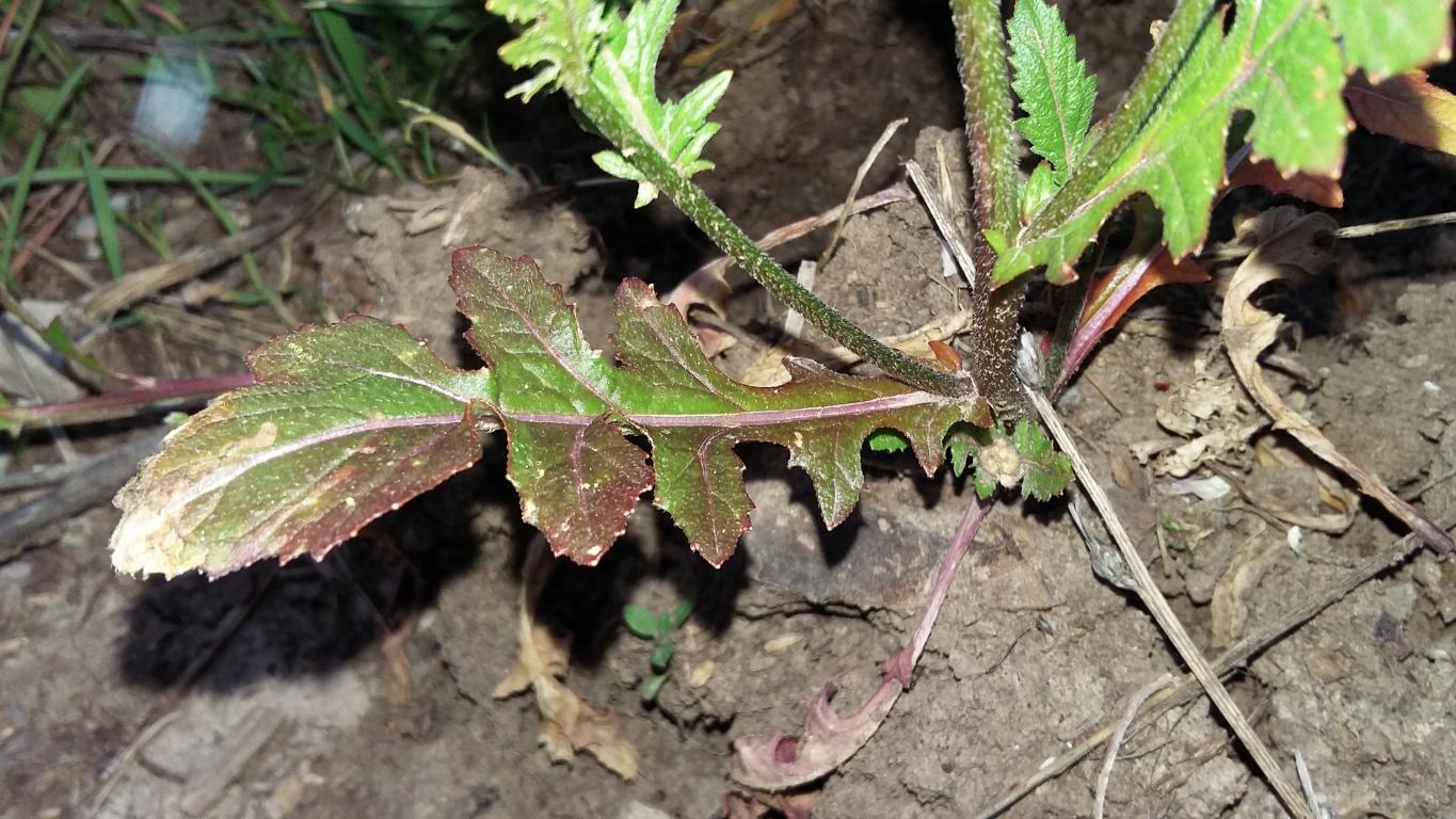 Annexe Activité séquence 1-3.jpg