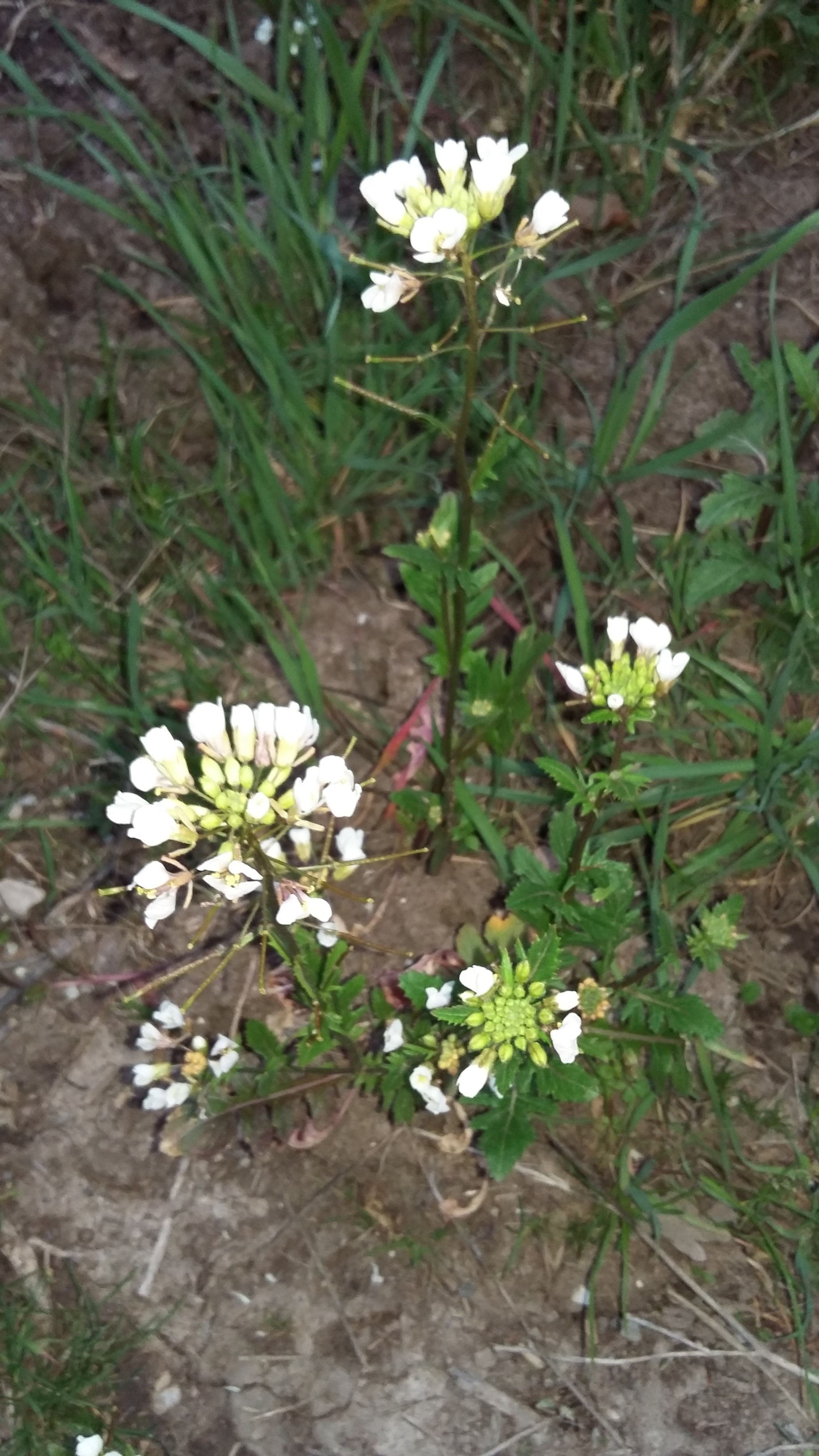 Annexe Activité séquence 1.jpg