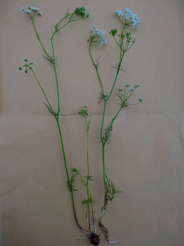 Annexe DSC04625_1.JPG