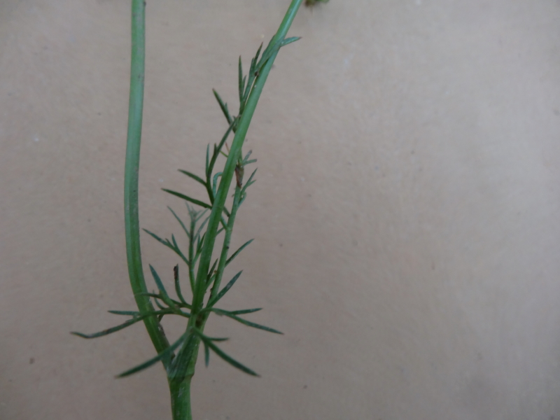 Annexe DSC04627_2.JPG