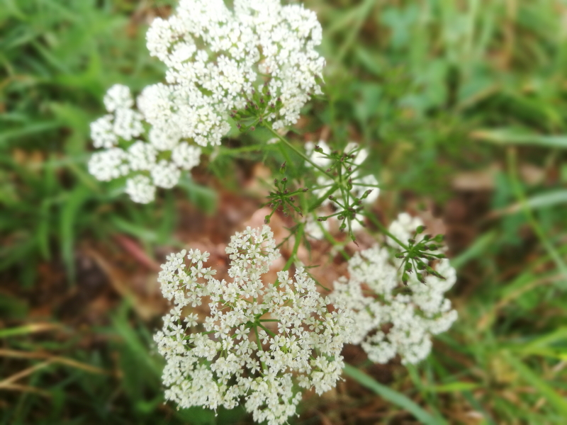 Annexe IMG_20200419_181720_3.jpg