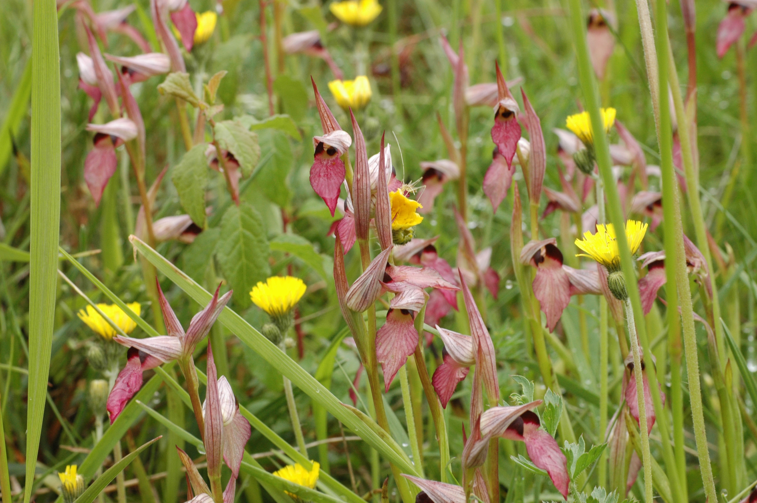 Annexe Orchidée1.jpg