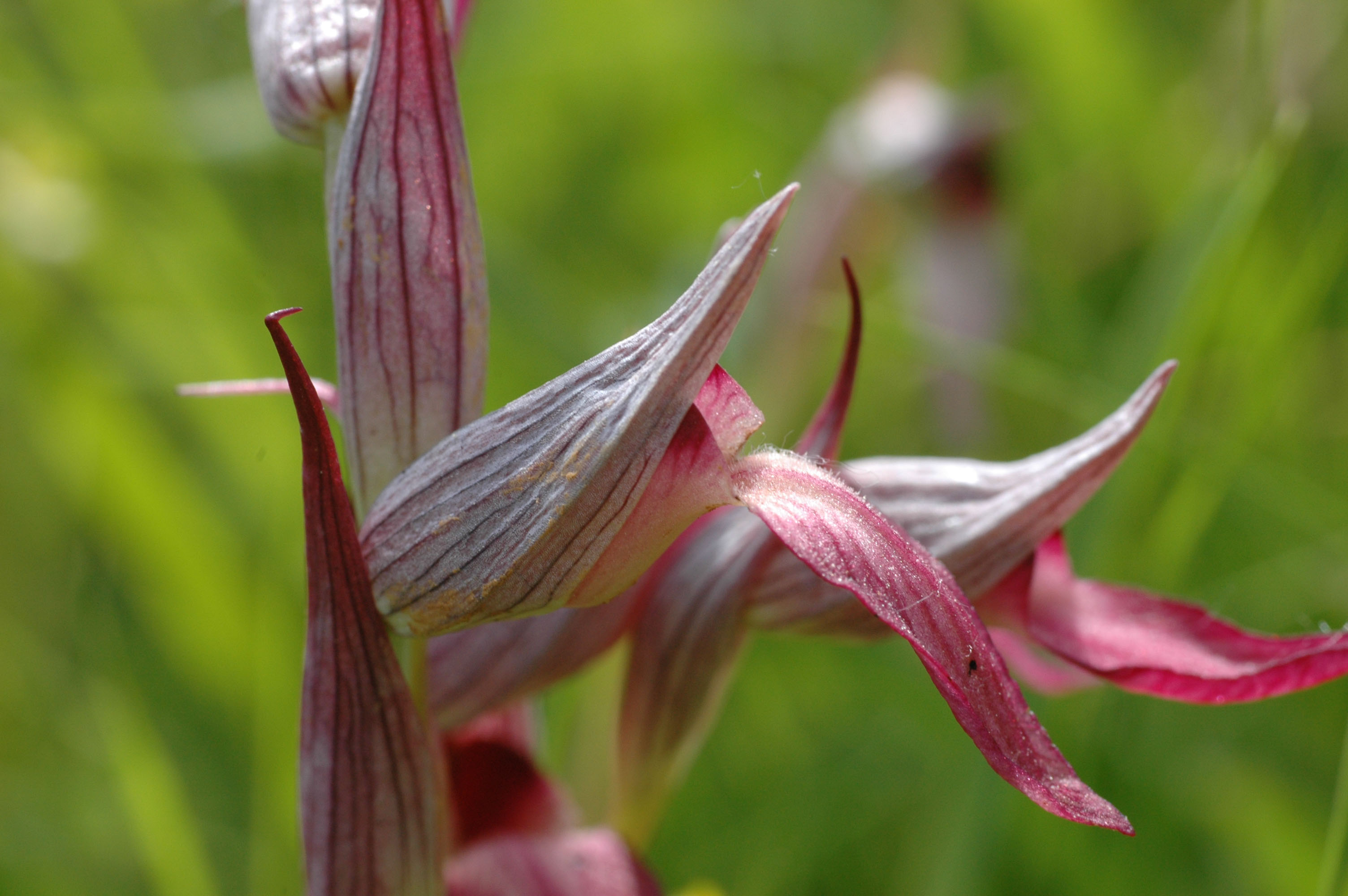 Annexe Orchidée2.jpg