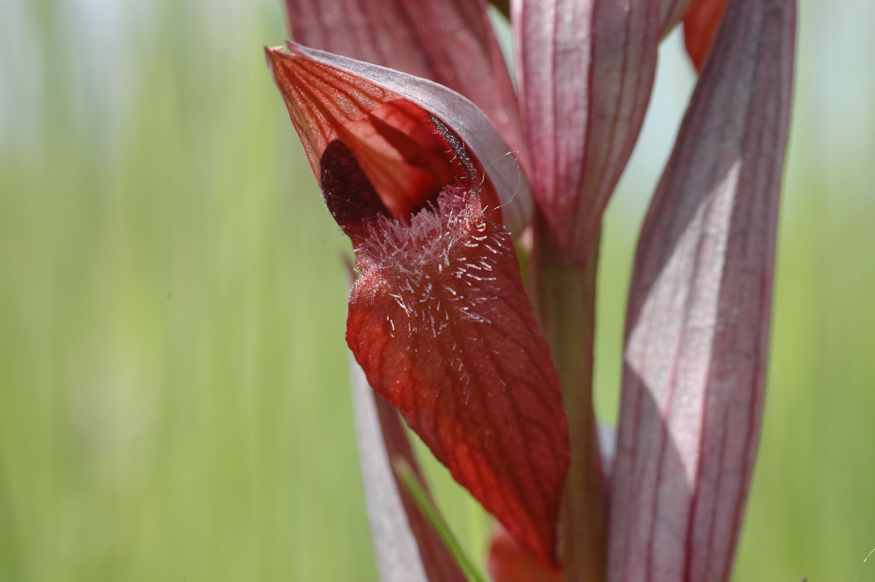Annexe Orchidée3.jpg