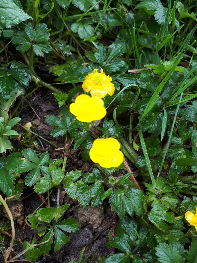 Annexe Bouton dor, plante entière 1Mo.jpg