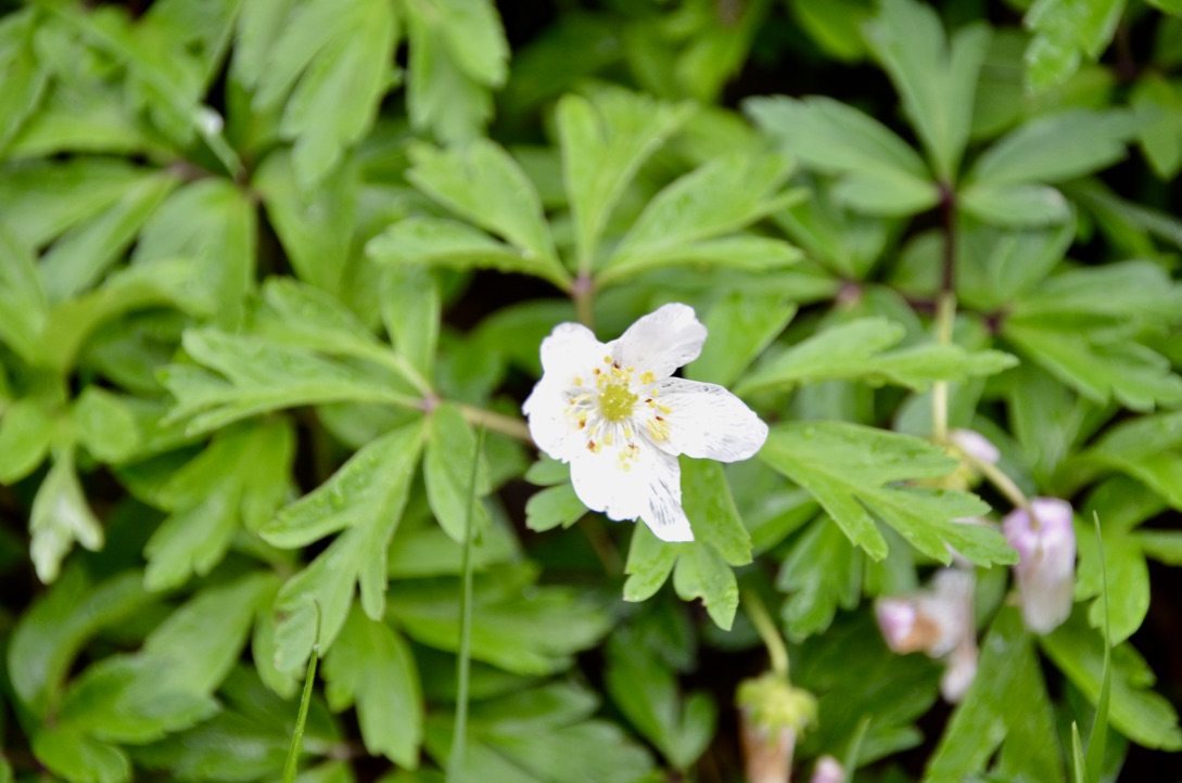 Annexe %chZCnsdR2aGh9YE1qbysA_thumb_d6f.jpg