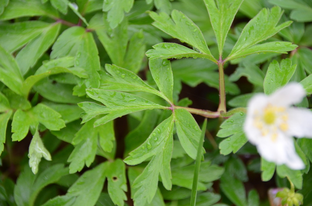 Annexe UNADJUSTEDNONRAW_thumb_d70.jpg