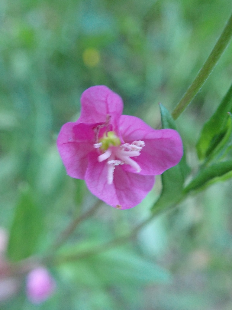 Annexe P4150581 (768x1024).jpg