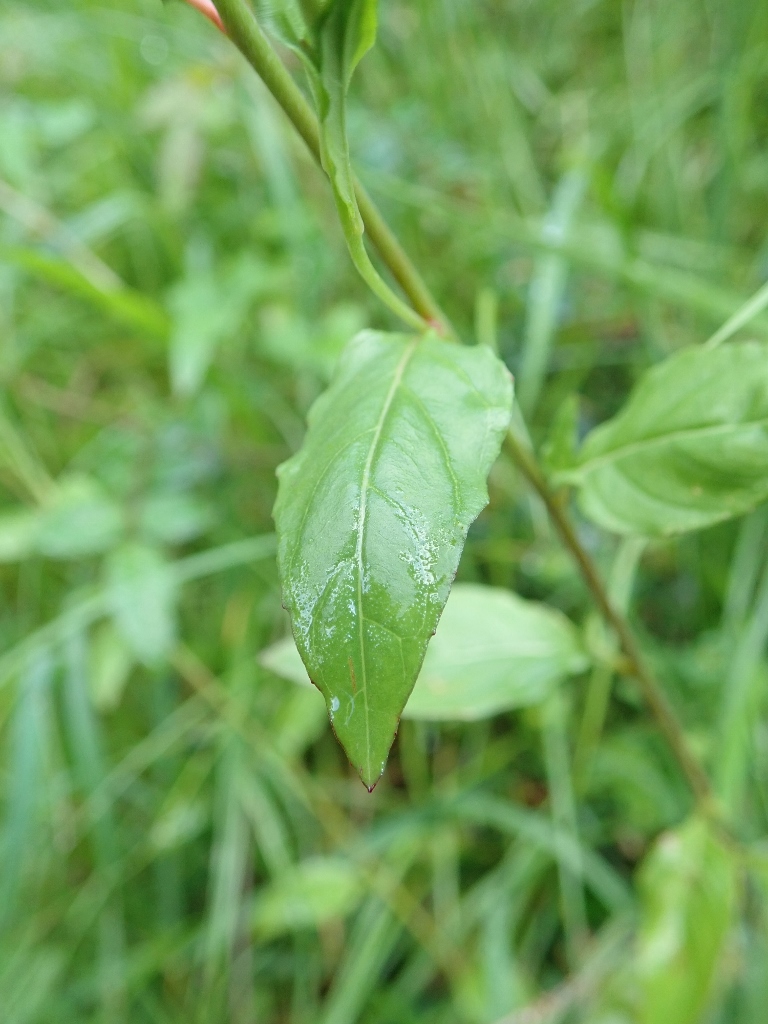 Annexe P4180584 (768x1024).jpg