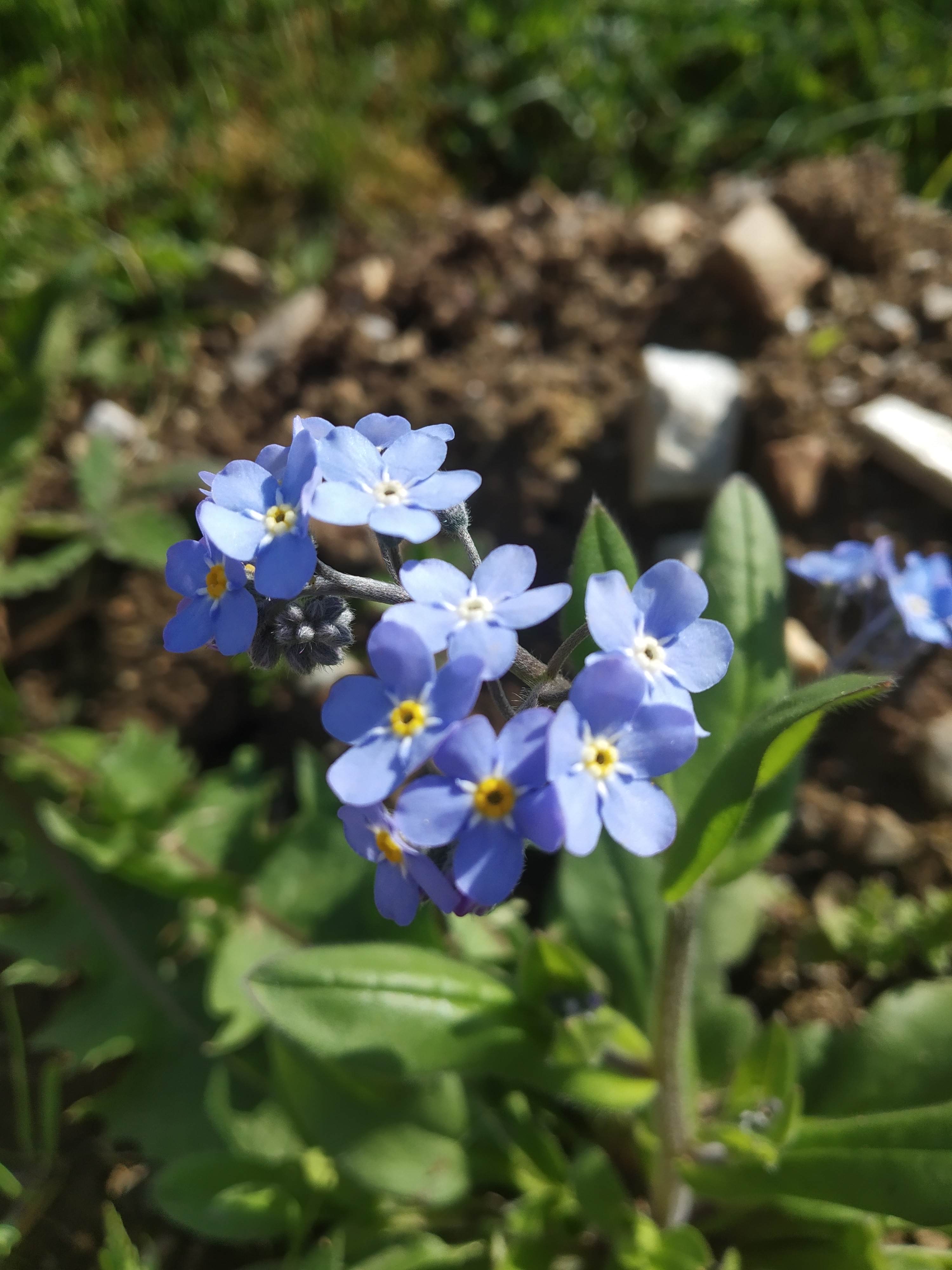 Annexe IMG_20200421_162502.jpg