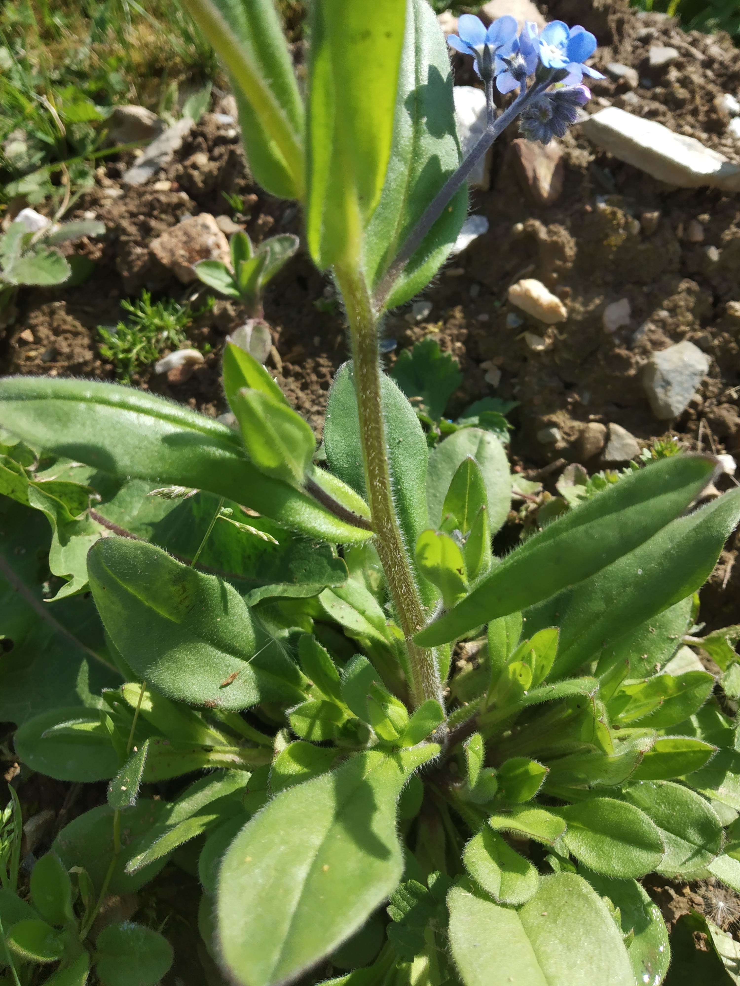 Annexe IMG_20200421_162505.jpg