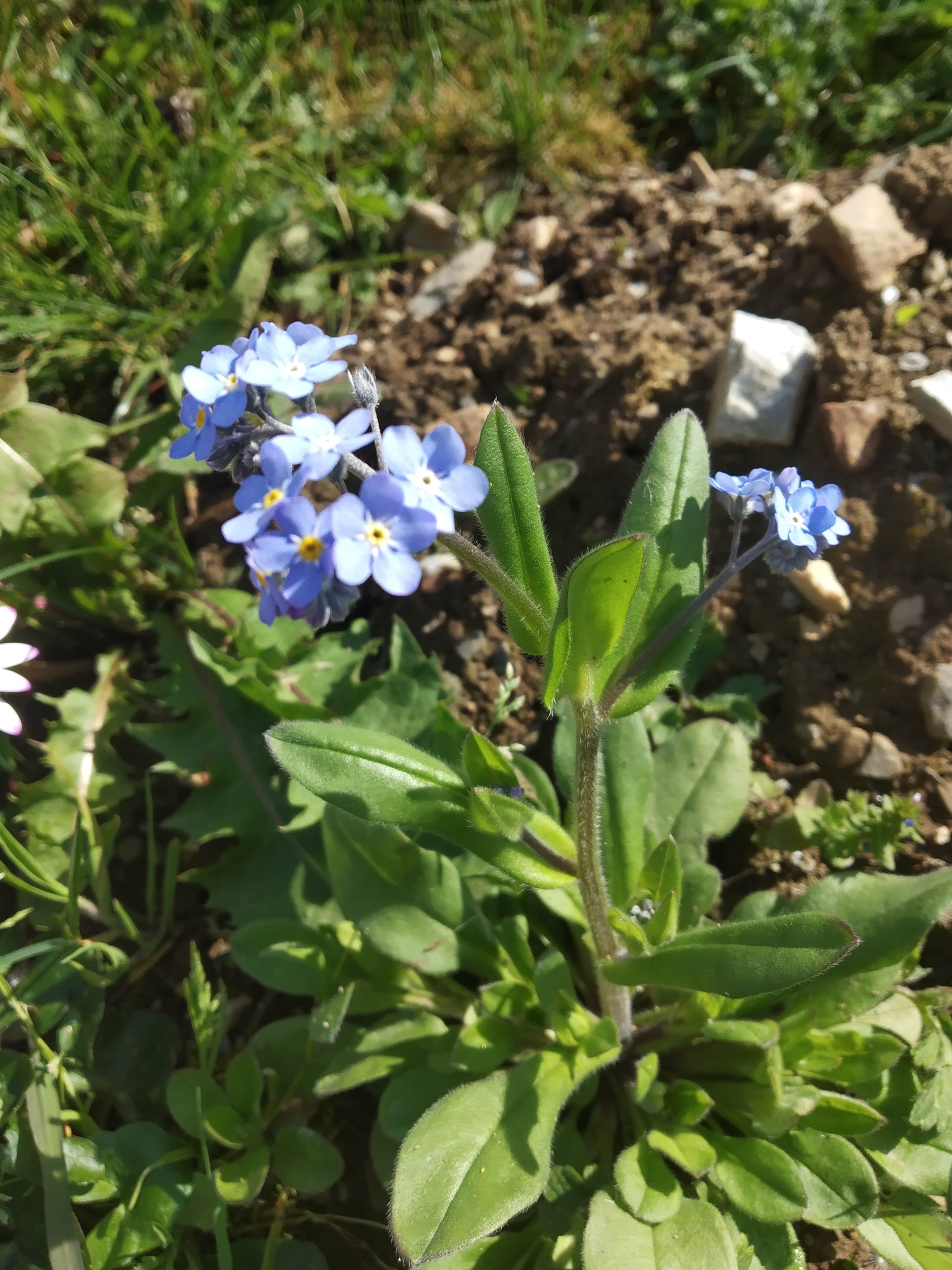 Annexe IMG_20200421_162512.jpg