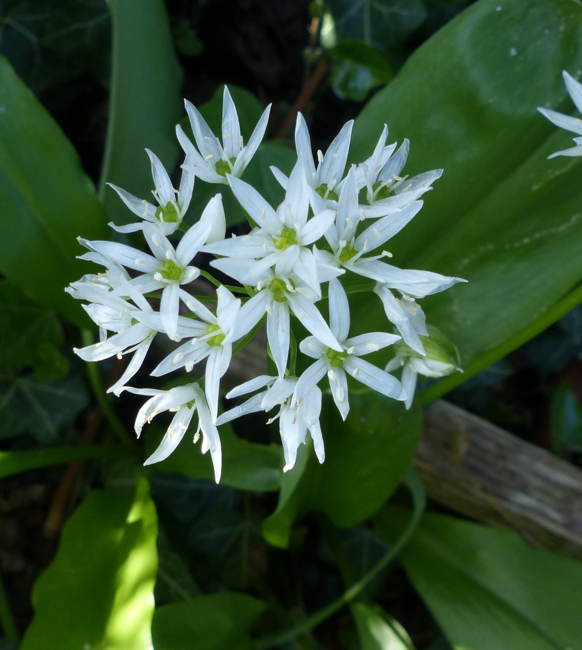 Annexe P1040023 (2).JPG