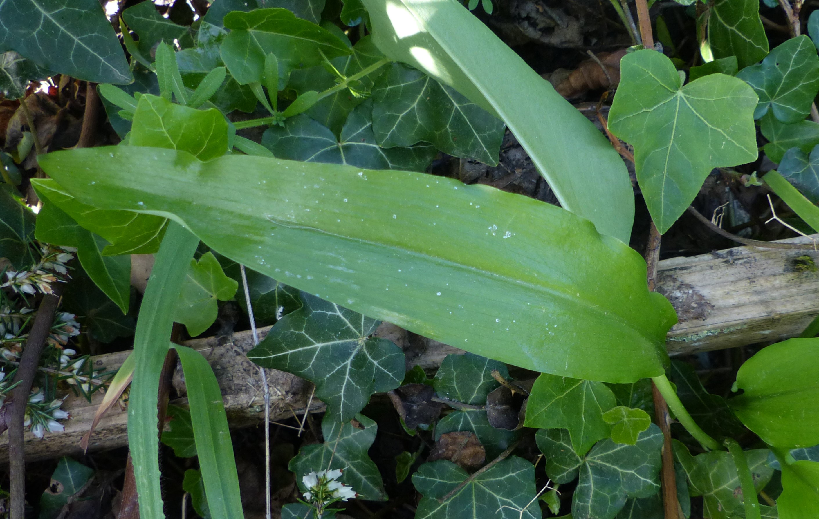 Annexe P1040024 (2).JPG