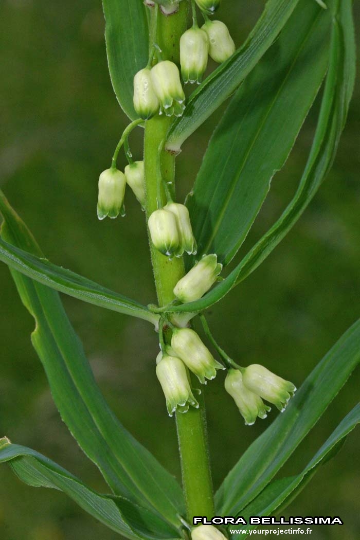 Annexe Polygonatum verticillatum par Thierry Pernot.jpg