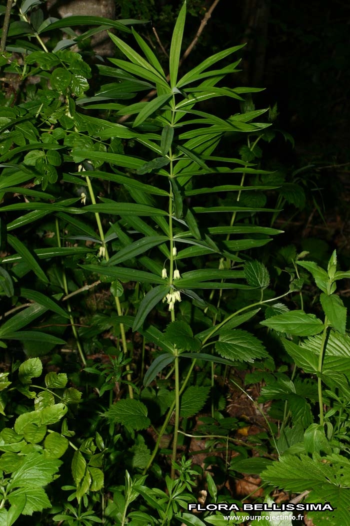 Annexe Thierry Pernot.jpg