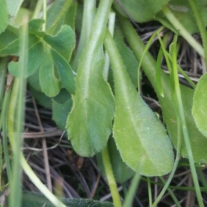 Annexe Bellis perennis feuille.jpg