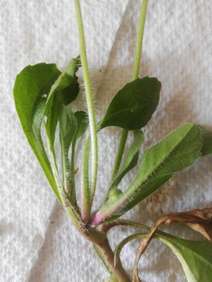 Annexe Bellis perennis plante entière.jpg