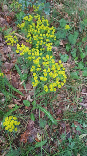 Annexe 20200421_174007.jpg