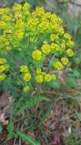 Annexe 20200421_174028.jpg