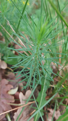 Annexe 20200421_174039.jpg