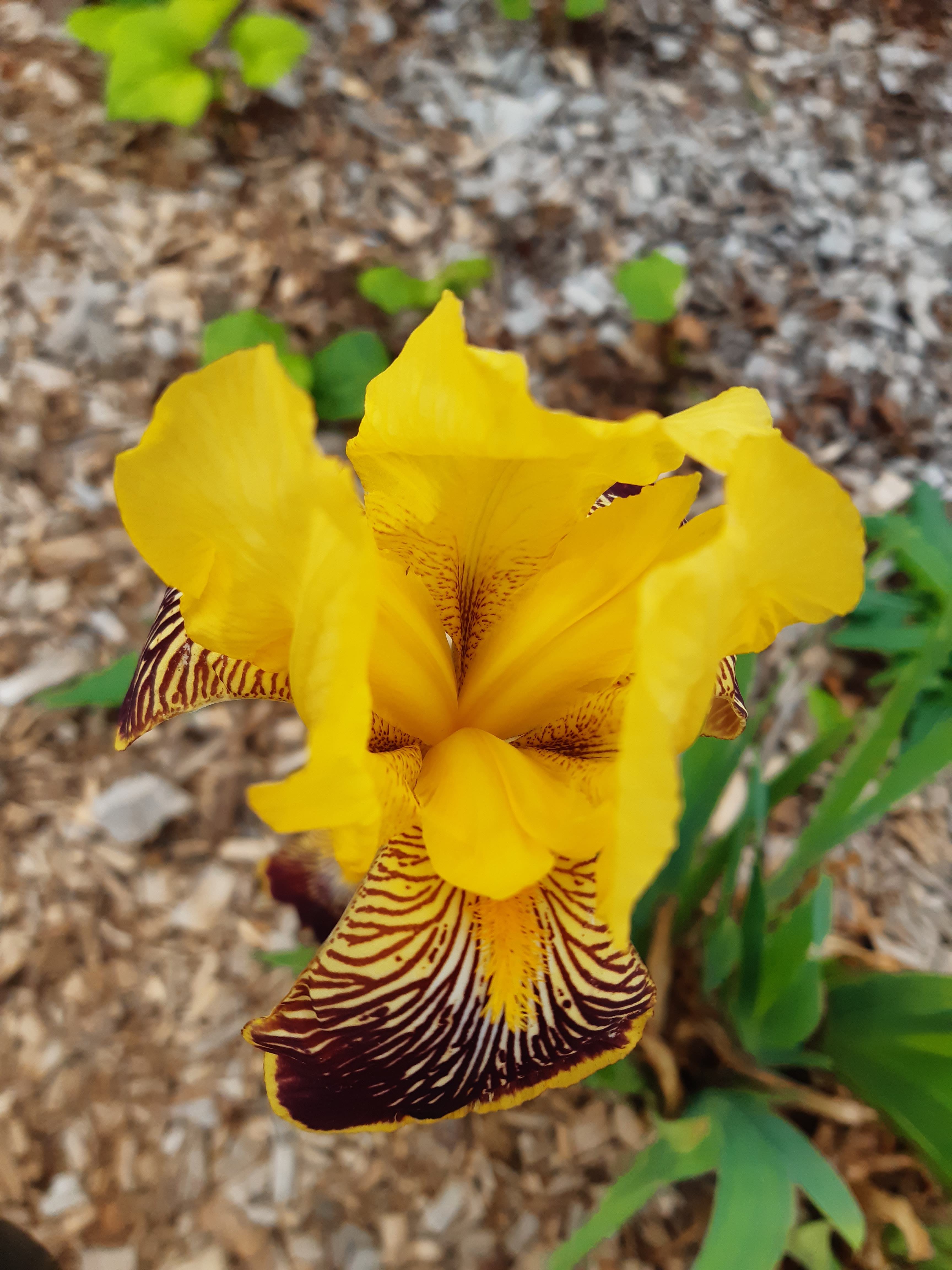 Annexe 20200421_153425.jpg