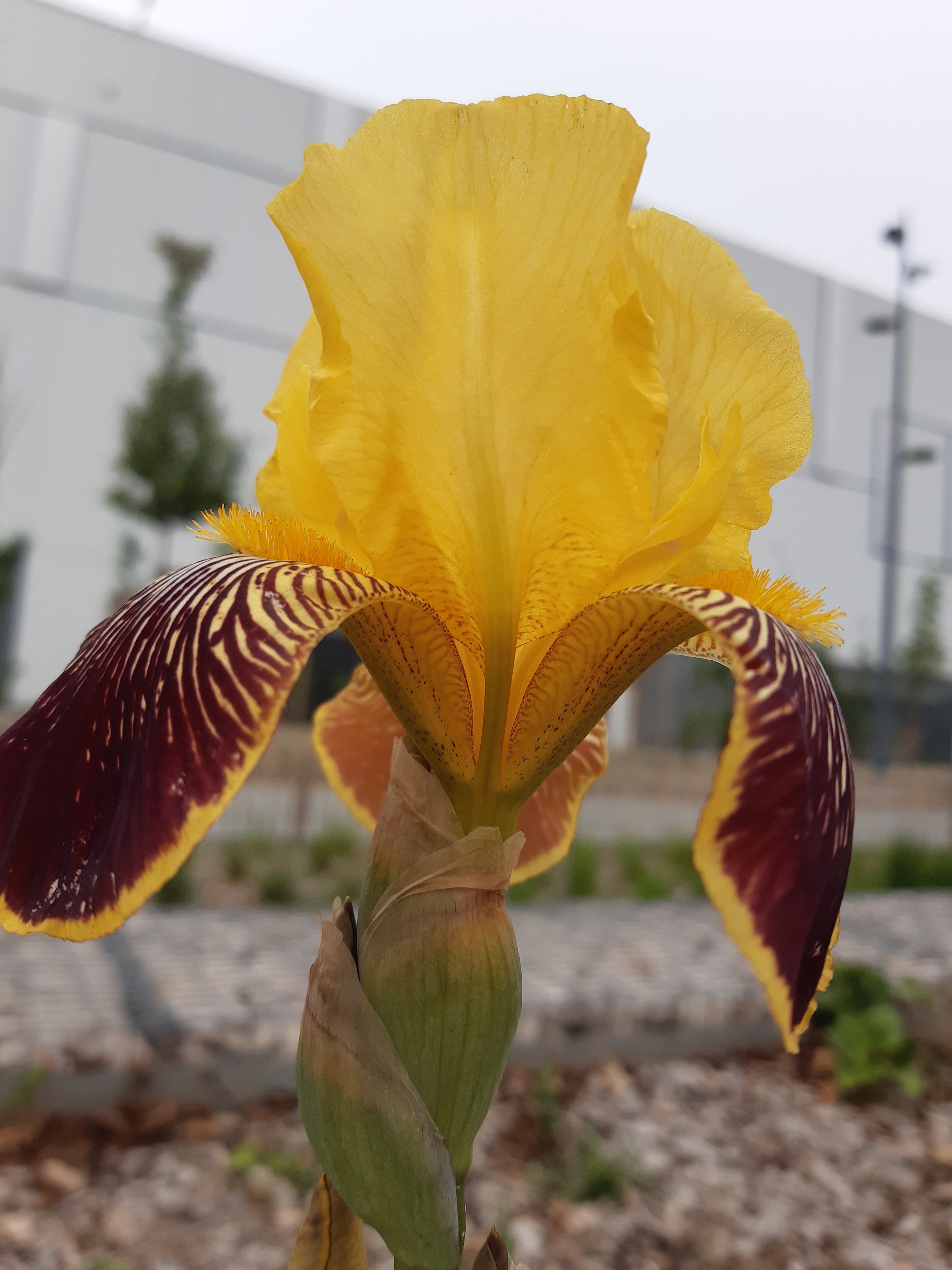 Annexe 20200421_153505.jpg